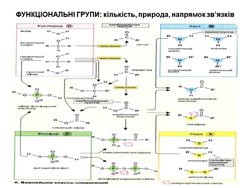 ФУНКЦІОНАЛЬНІ ГРУПИ: кількість, природа, напрямок зв’язків